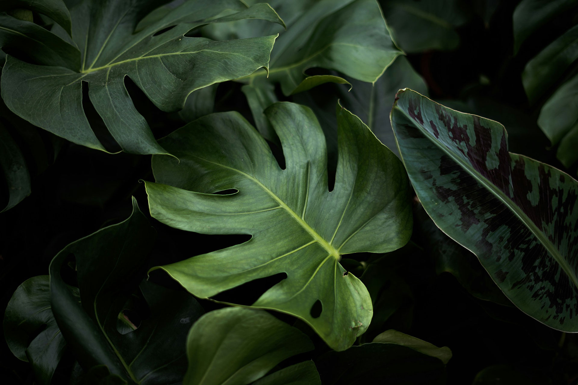 Plantes